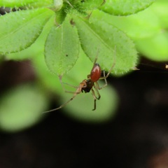 Ostearius melanopygius