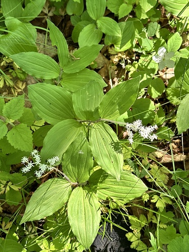 Maianthemum japonicum
