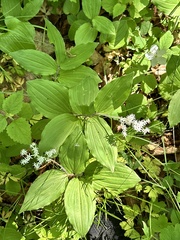 Maianthemum japonicum