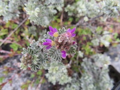 Dalea versicolor
