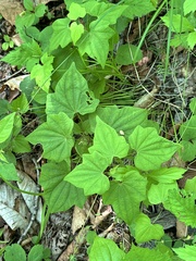 Dioscorea nipponica, photograph (c) Tatyana Petrenko, some rights reserved (CC BY)