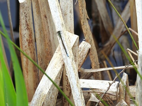 Eastern Forktail