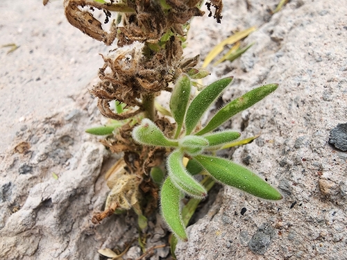 Havard's Fiddleleaf
