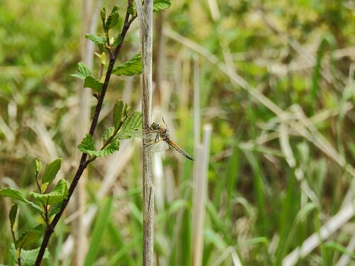 Four-spotted Skimmer
