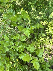 Crataegus pinnatifida, photograph (c) Tatyana Petrenko, some rights reserved (CC BY)