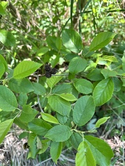 (c) Tatyana Petrenko, some rights reserved (CC BY) Alnus japonica, photograph (c) Tatyana Petrenko, some rights reserved (CC BY)