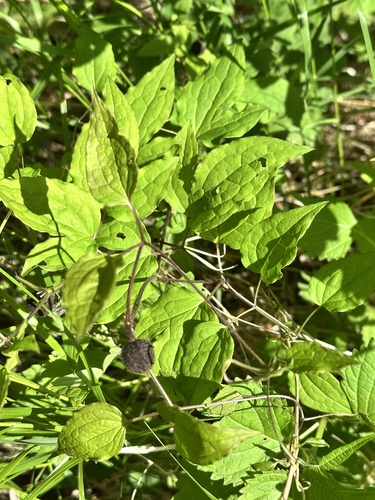 Clematis fusca, photograph 2