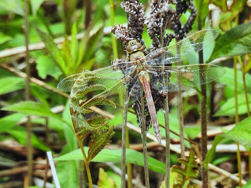 Common Green Darner
