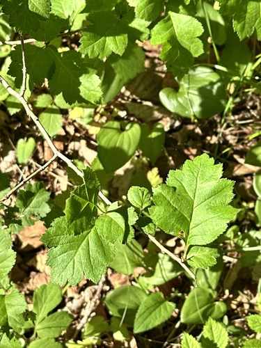 Crataegus maximowiczii, photograph 5