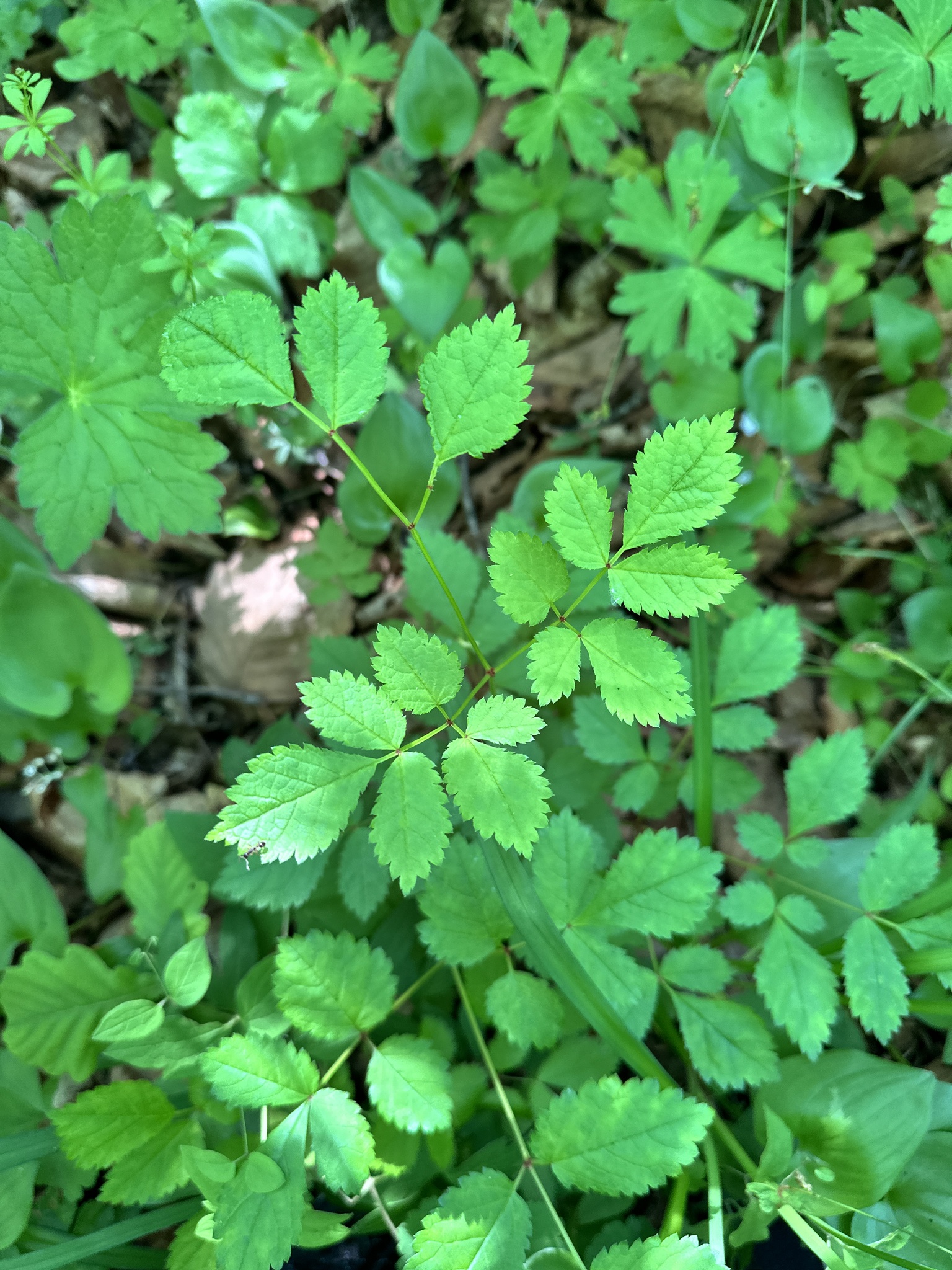 Astilbe rubra
