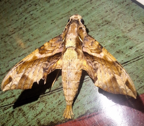 Elegant Hawkmoth