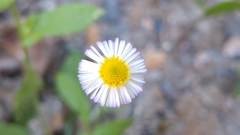 Erigeron basilobatus