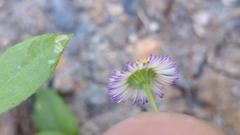 Erigeron basilobatus