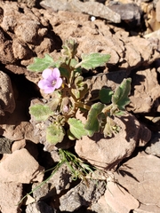 Phacelia pulchella