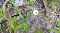 Erigeron basilobatus