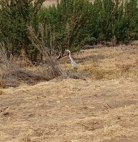 iNaturalist image