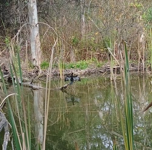 iNaturalist image