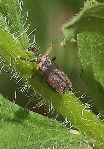 broadened planthopper