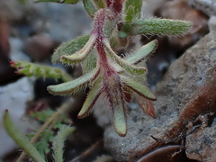 Layia septentrionalis
