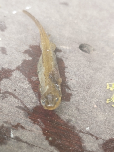 Smooth Newt