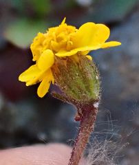 Layia septentrionalis