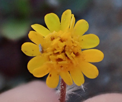 Layia septentrionalis