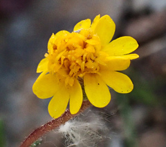 Layia septentrionalis