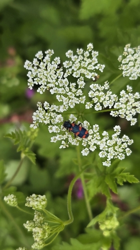 Trichodes favarius