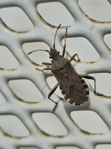 Ceraleptus gracilicornis