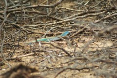 Cnemidophorus splendidus