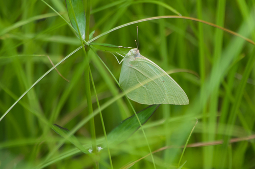 African Migrant