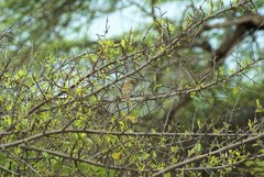 Nesotriccus incomtus