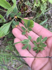 Acmispon parviflorus