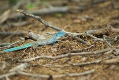 Cnemidophorus splendidus