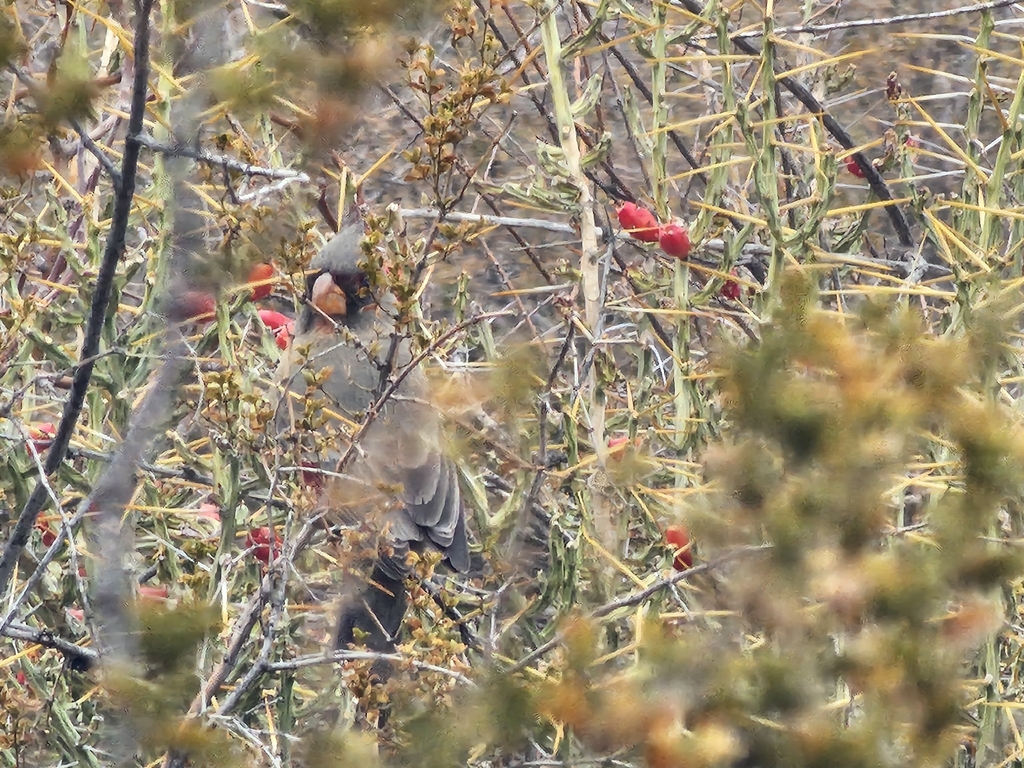 Chihuahuan Pyrrhuloxia