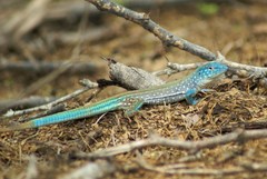 Cnemidophorus splendidus