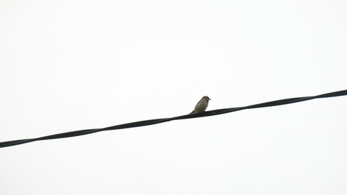 House Sparrow