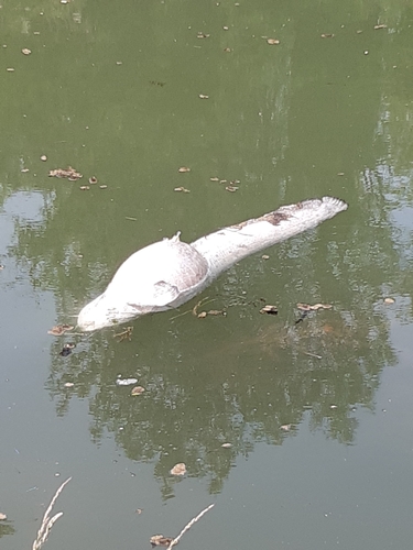 Wels Catfish