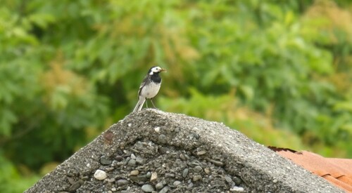 Pied Wagtail