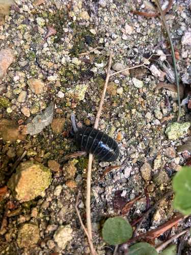 Common Pill Woodlouse