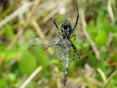 Argiope catenulata