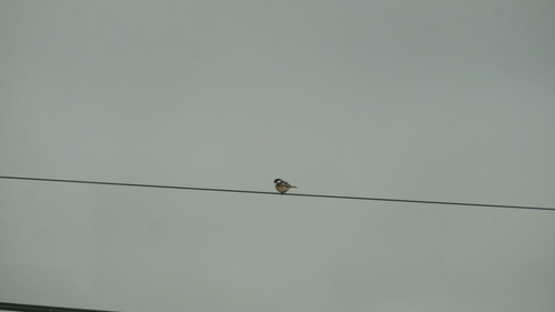 European Stonechat