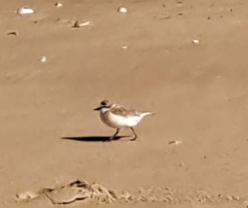 iNaturalist image