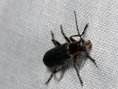 Cyrtomoptera divisa