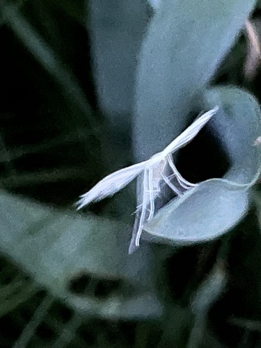 White Plume Moth