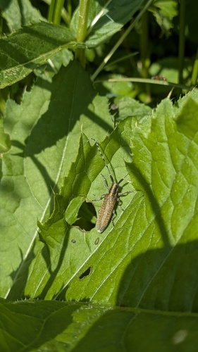 Golden-bloomed Longhorn Beetle