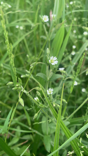 Common mouse-ear chickweed