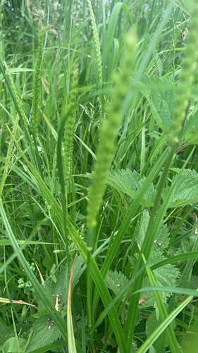 crested dogtail grass
