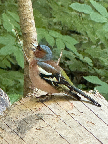 Common Chaffinch