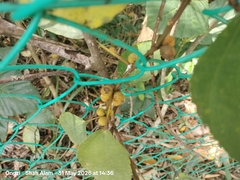 Ficus grossularioides, photograph (c) Ong Jyh Seng, some rights reserved (CC BY)